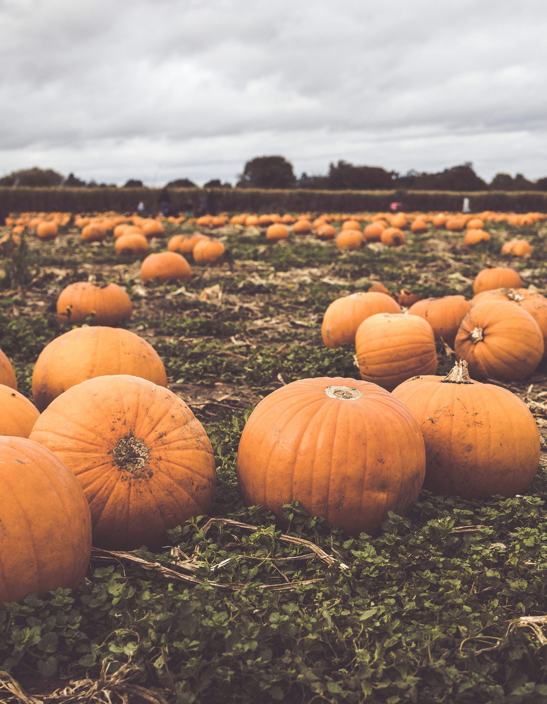 Pumpkin Patch | Mahogany & Pumpkin