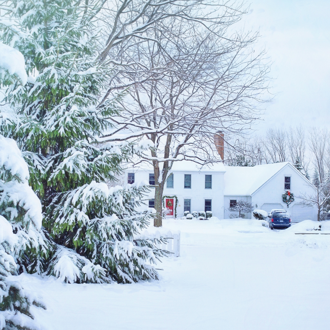 Snowed In | Snow & Birch