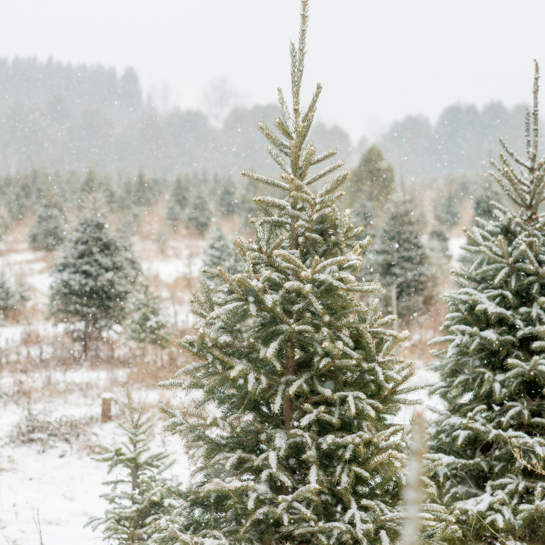 Tree Farm | Juniper Fir & Balsam Spruce