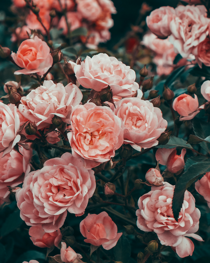 Vintage Rose | Amber &amp; Rose