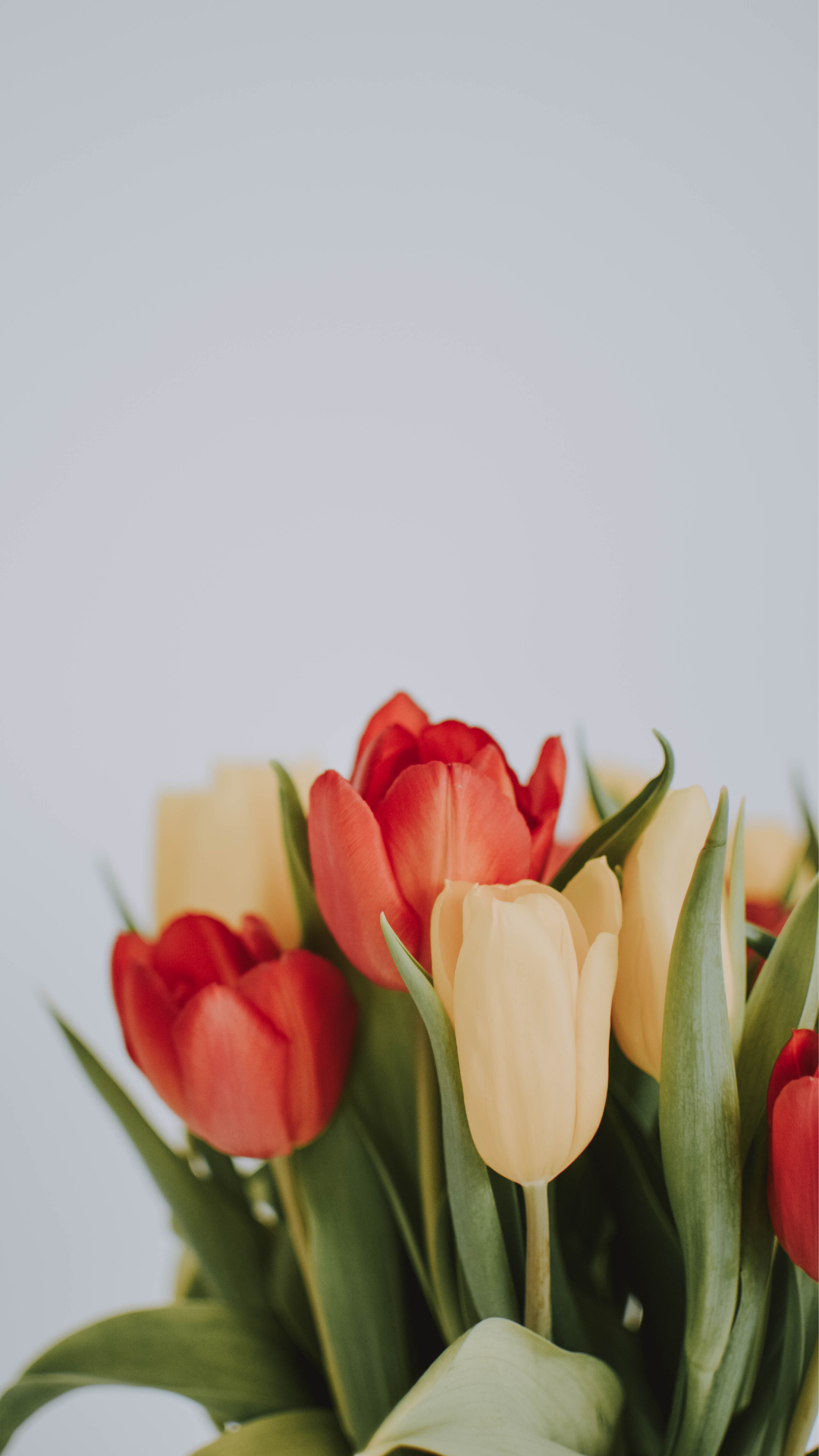 Fresh Bouquet | Tulips &amp; Green Palm